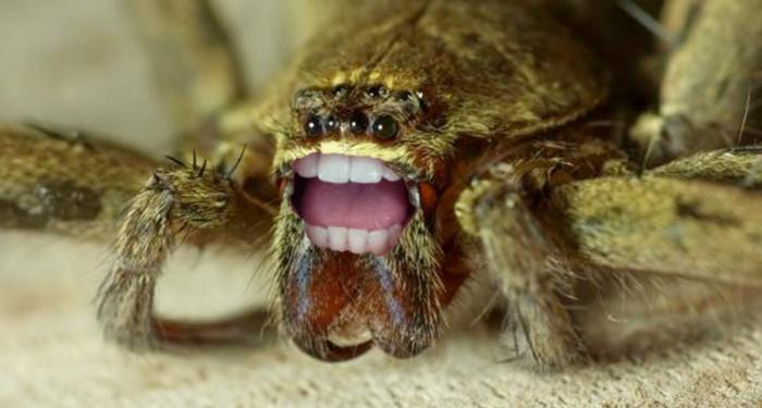 Spiders with Teeth
